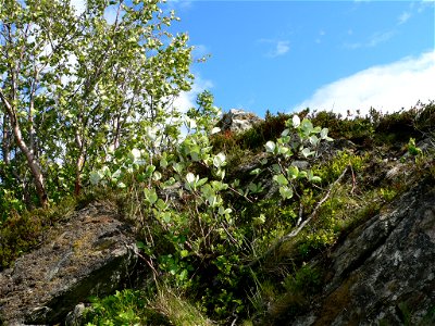 Sorbus rupicola at Trondheimsfjord, Norway photo