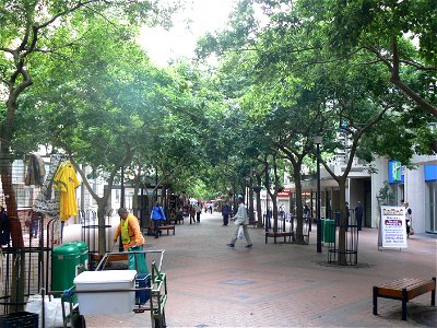 An avenue of Celtis africana trees in a  Cape Town street