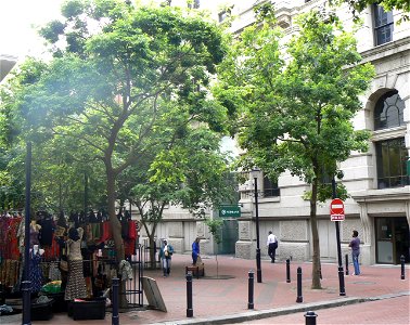 Celtis africana trees in a Cape Town street