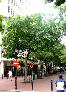 Celtis africana in a Cape Town street