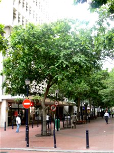Celtis africana in a Cape Town street