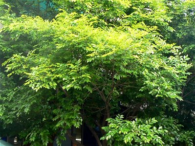 A Celtis africana in a Cape Town street photo