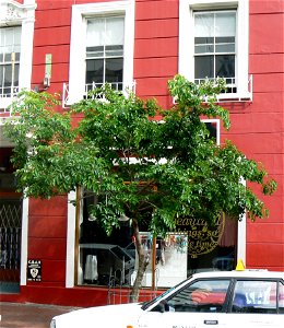Celtis africana  outside a shop front in a  Cape Town street