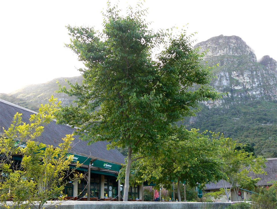 Celtis africana at Table Mountain