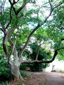 Large celtis africana tree. Cape Town. photo
