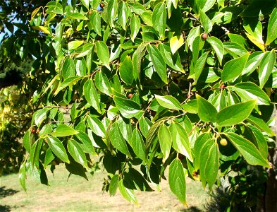 Celtis africana tree. Leaves. photo