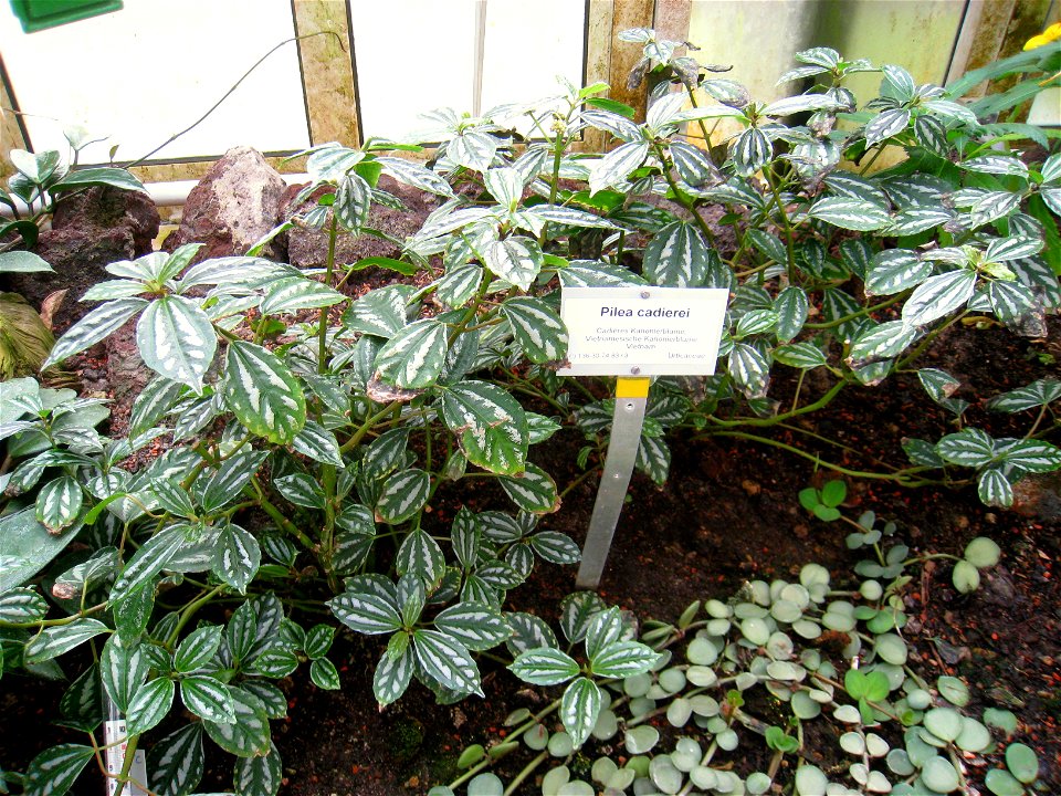 Pilea cadierei specimen in the Botanischer Garten, Berlin-Dahlem (Berlin Botanical Garden), Berlin, Germany.