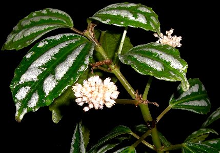 Pilea cadierei (Aluminium plant) flower