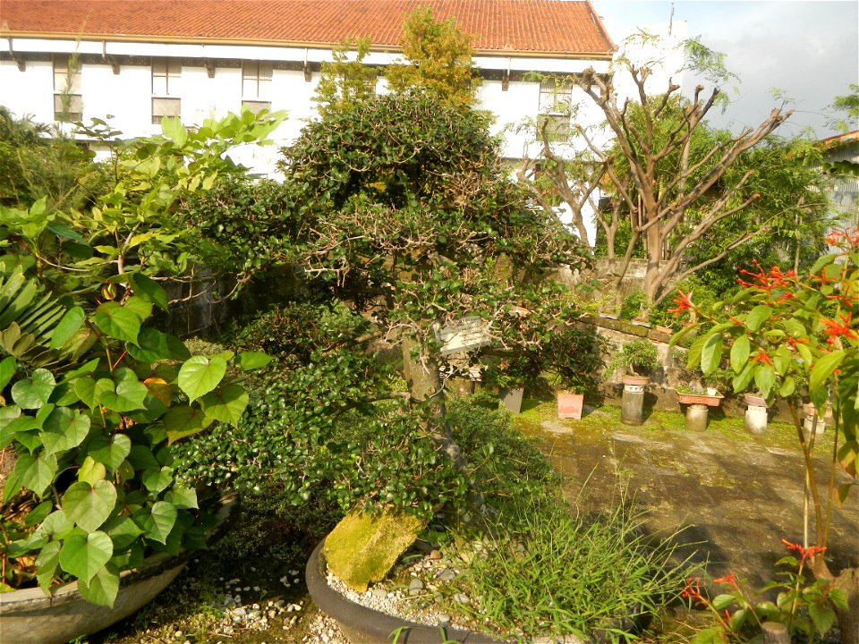 Kalyos (Streblus Asper - bonsai) Baluarte de San Andrés 14°35'13"N   120°58'43"E  Baluarte de San Diego Began as a circular fort called Nuestra Señora de Guia Baluarte de San Diego Gardens 14°35'10"N 