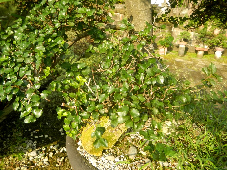 Kalyos (Streblus Asper - bonsai) Baluarte de San Andrés 14°35'13"N   120°58'43"E  Baluarte de San Diego Began as a circular fort called Nuestra Señora de Guia Baluarte de San Diego Gardens 14°35'10"N 