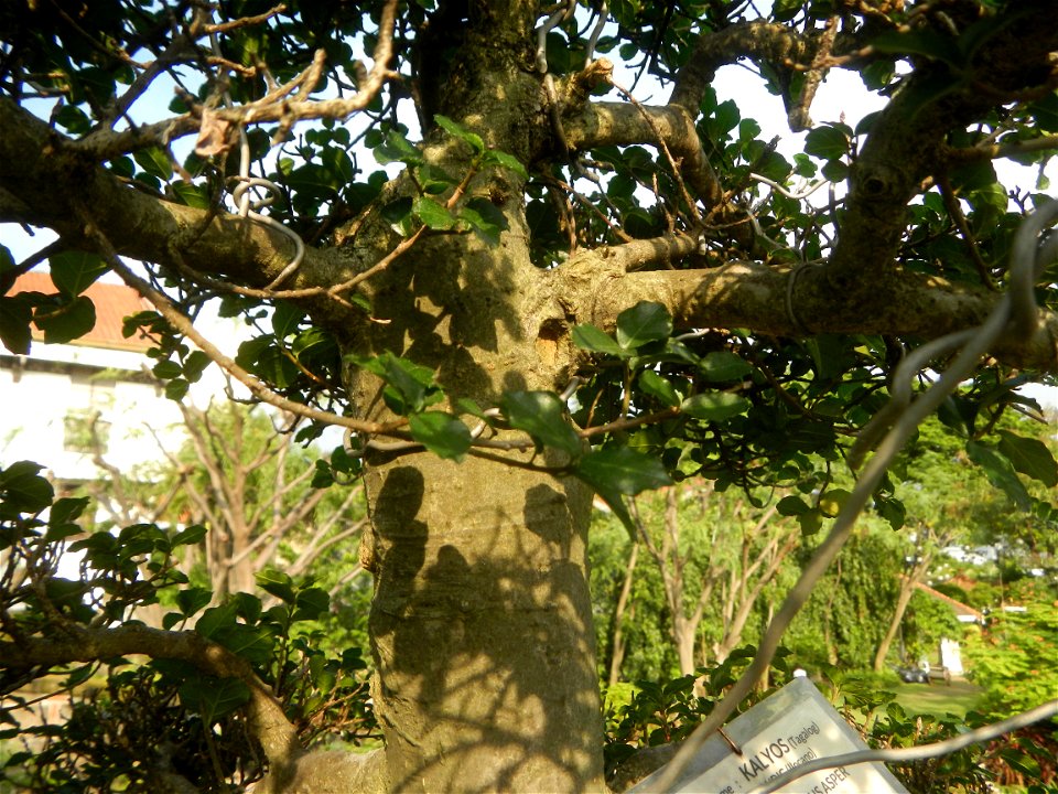 Kalyos (Streblus Asper - bonsai) Baluarte de San Andrés 14°35'13"N   120°58'43"E  Baluarte de San Diego Began as a circular fort called Nuestra Señora de Guia Baluarte de San Diego Gardens 14°35'10"N 