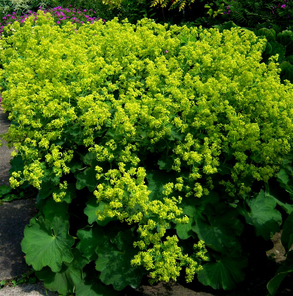 Alchemilla mollis in full flower, June 2009