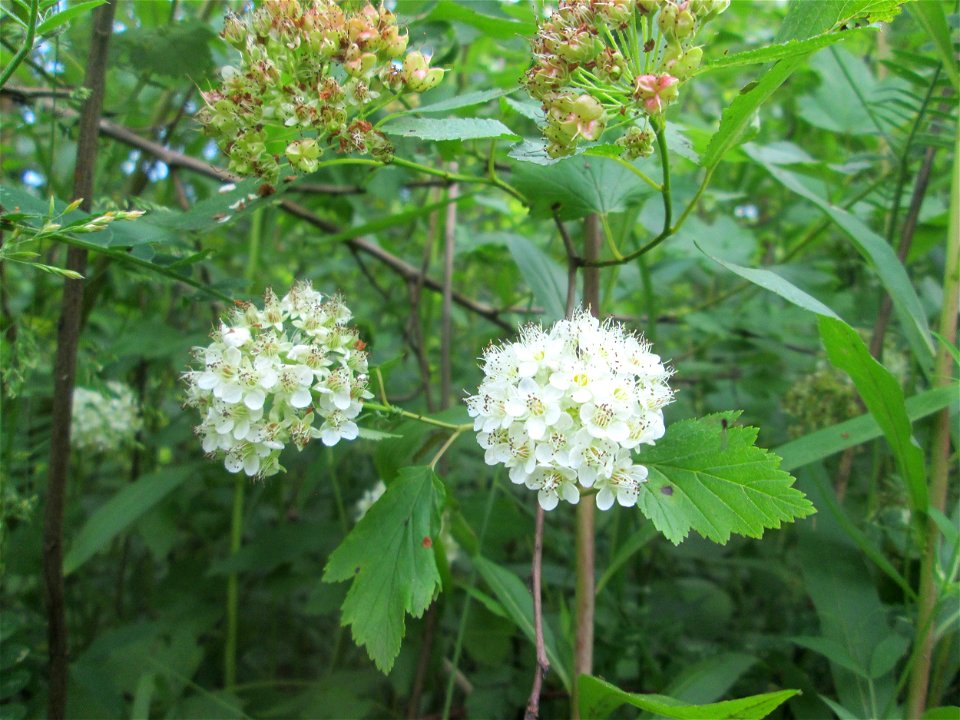 Schneeballblättrige Blasenspiere (Physocarpus opulifolius) ausgewildert im Naturschutzgebiet "St. Arnualer Wiesen" - ursprünglich aus Nordamerika