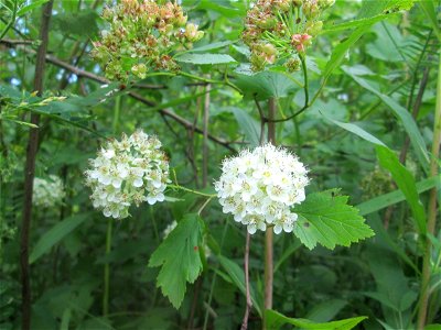 Schneeballblättrige Blasenspiere (Physocarpus opulifolius) ausgewildert im Naturschutzgebiet "St. Arnualer Wiesen" - ursprünglich aus Nordamerika