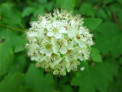 Schneeballblättrige Blasenspiere (Physocarpus opulifolius) ausgewildert im Naturschutzgebiet "St. Arnualer Wiesen" - ursprünglich aus Nordamerika photo