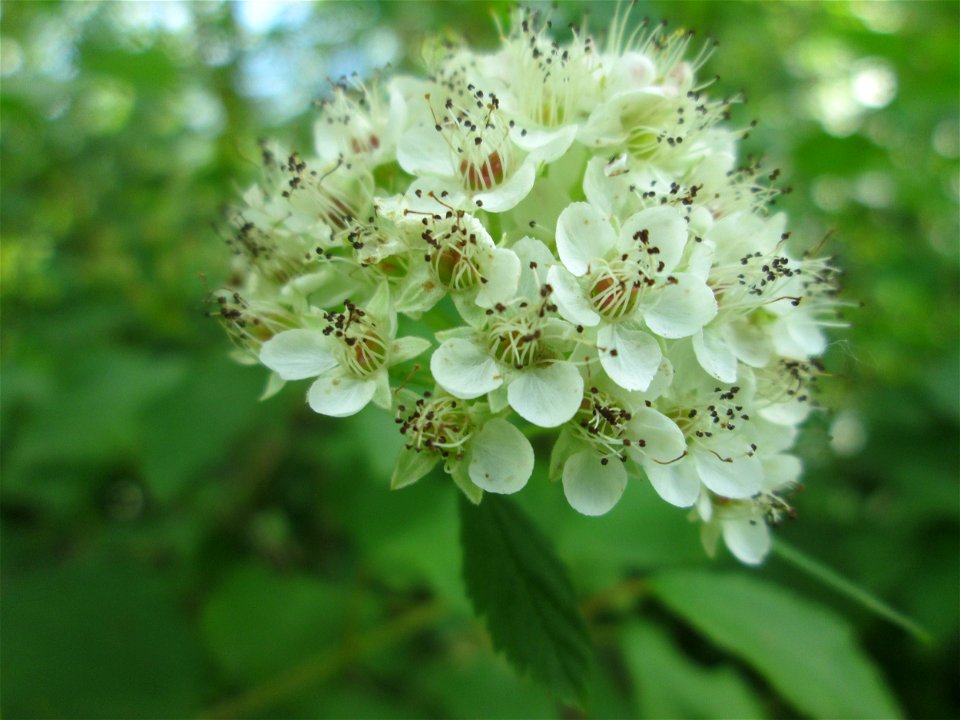 Schneeballblättrige Blasenspiere (Physocarpus opulifolius) ausgewildert im Naturschutzgebiet "St. Arnualer Wiesen" - ursprünglich aus Nordamerika