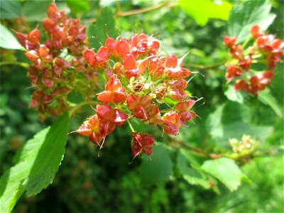 Schneeballblättrige Blasenspiere (Physocarpus opulifolius) ausgewildert im Naturschutzgebiet "St. Arnualer Wiesen" - ursprünglich aus Nordamerika