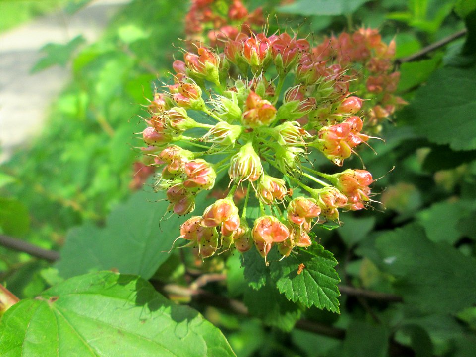 Schneeballblättrige Blasenspiere (Physocarpus opulifolius) ausgewildert im Naturschutzgebiet "St. Arnualer Wiesen" - ursprünglich aus Nordamerika