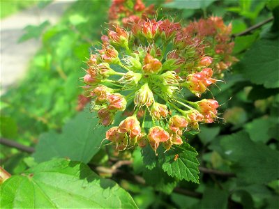 Schneeballblättrige Blasenspiere (Physocarpus opulifolius) ausgewildert im Naturschutzgebiet "St. Arnualer Wiesen" - ursprünglich aus Nordamerika photo