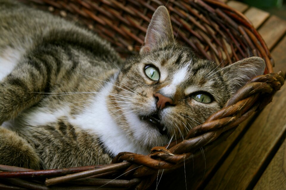 Pet cat mackerel photo