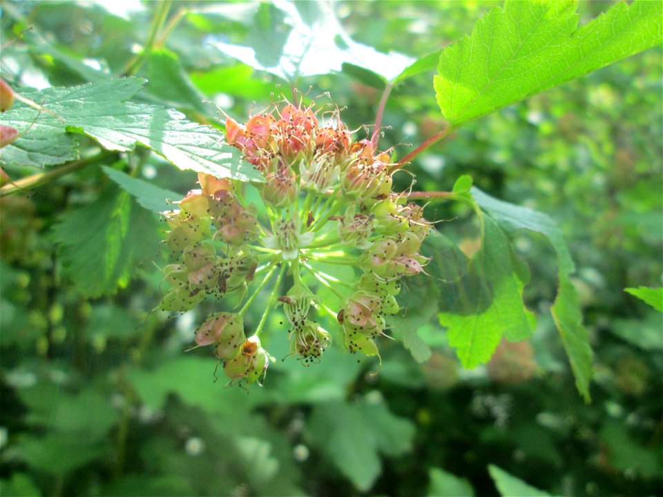 Schneeballblättrige Blasenspiere (Physocarpus opulifolius) ausgewildert im Naturschutzgebiet "St. Arnualer Wiesen" - ursprünglich aus Nordamerika