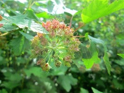 Schneeballblättrige Blasenspiere (Physocarpus opulifolius) ausgewildert im Naturschutzgebiet "St. Arnualer Wiesen" - ursprünglich aus Nordamerika photo