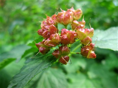 Schneeballblättrige Blasenspiere (Physocarpus opulifolius) ausgewildert im Naturschutzgebiet "St. Arnualer Wiesen" - ursprünglich aus Nordamerika photo