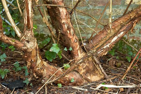 Dwarf Golden Ninebark photo