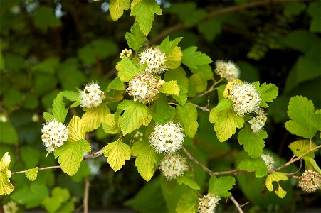 Dwarf Golden Ninebark photo