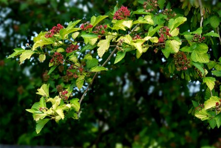 Dwarf Golden Ninebark photo