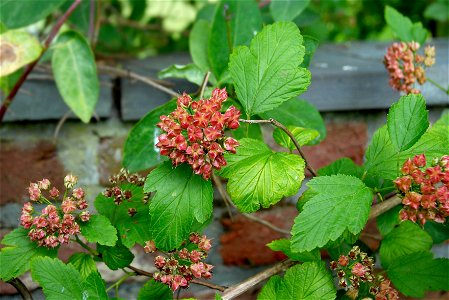 Dwarf Golden Ninebark