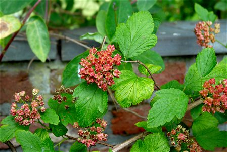 Dwarf Golden Ninebark photo