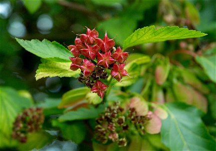 Dwarf Golden Ninebark photo