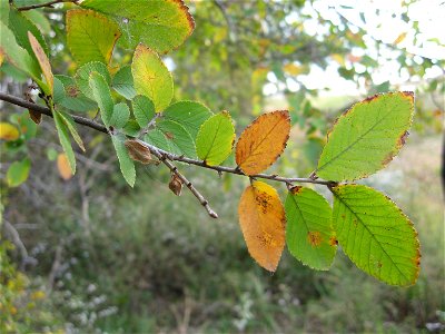 Ulmus crassifolia leaves and fruit. Arkansas, near Tennessee border.