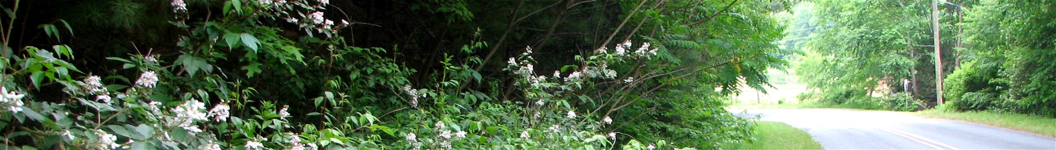 Rural roadside outside of Boone, NC, showing the invasive Rubus spp. and Ailanthus altissima.