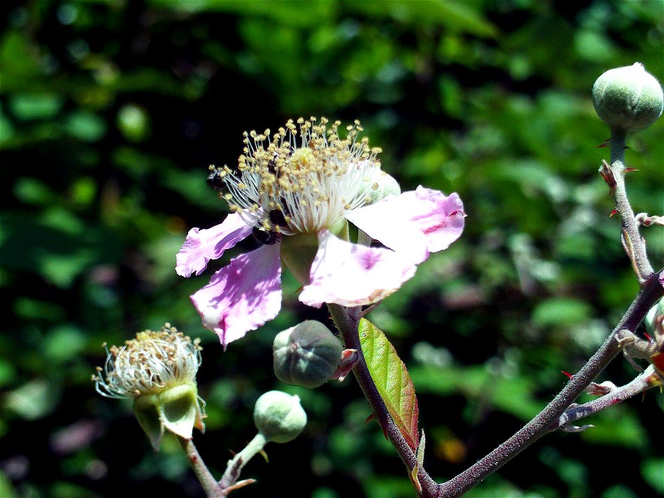 Rubus ulmifolius flowers Closeup in Sierra Madrona