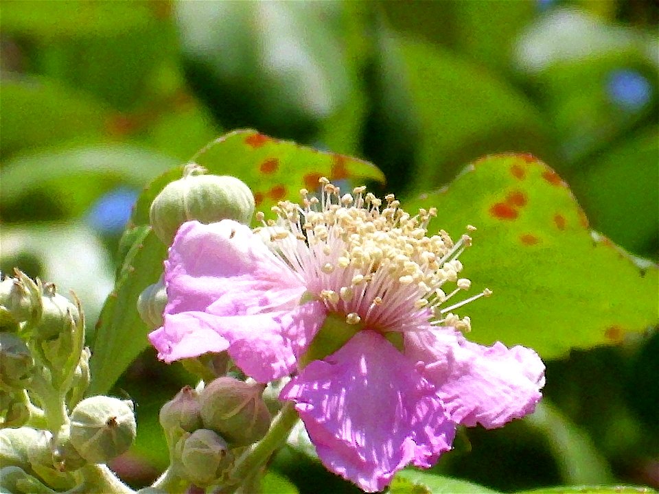 Rubus ulmifolius flower closeup, Sierra Madrona, Spain