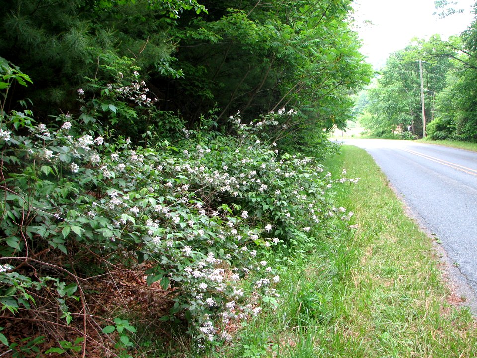 Rural roadside outside of Boone, NC, showing the invasive Rubus spp. and Ailanthus altissima.