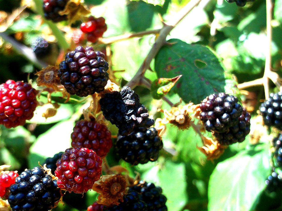 Rubus ulmifolius fruits, Sierra Madrona, Spain