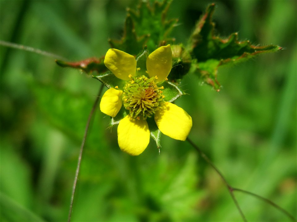 Echte Nelkenwurz (Geum urbanum) in Hockenheim