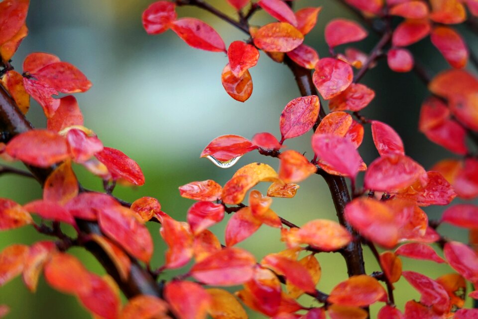 Bush hedge red