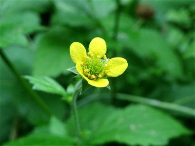 Echte Nelkenwurz (Geum urbanum) im Meerwald bei Bübingen