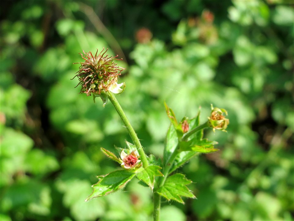 Echte Nelkenwurz (Geum urbanum) im Naturschutzgebiet Alter Bahndamm