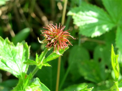 Echte Nelkenwurz (Geum urbanum) im Naturschutzgebiet Alter Bahndamm