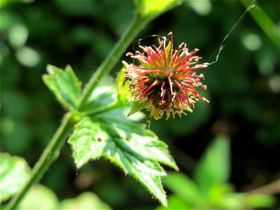 Echte Nelkenwurz (Geum urbanum) im Naturschutzgebiet Alter Bahndamm