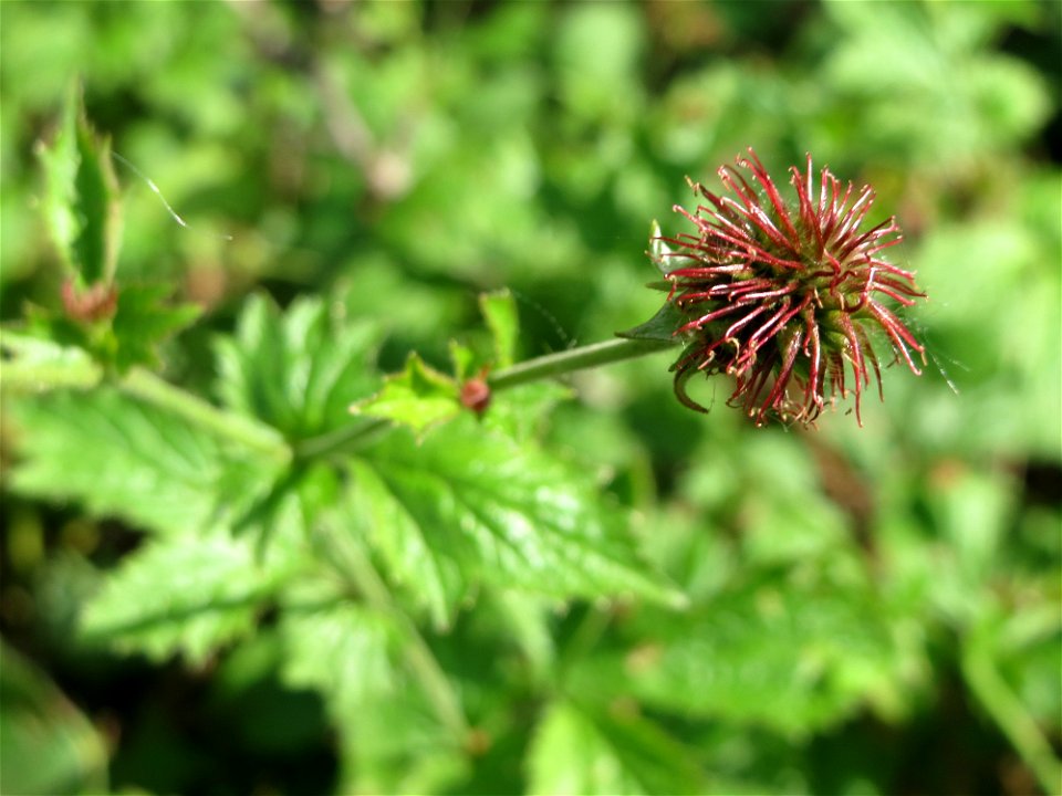 Echte Nelkenwurz (Geum urbanum) im Naturschutzgebiet Alter Bahndamm