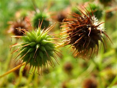 Echte Nelkenwurz (Geum urbanum) in Hockenheim photo