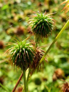 Echte Nelkenwurz (Geum urbanum) in Hockenheim photo