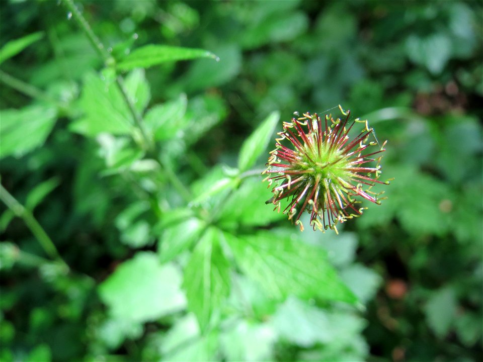 Echte Nelkenwurz (Geum urbanum) in der Schwetzinger Hardt