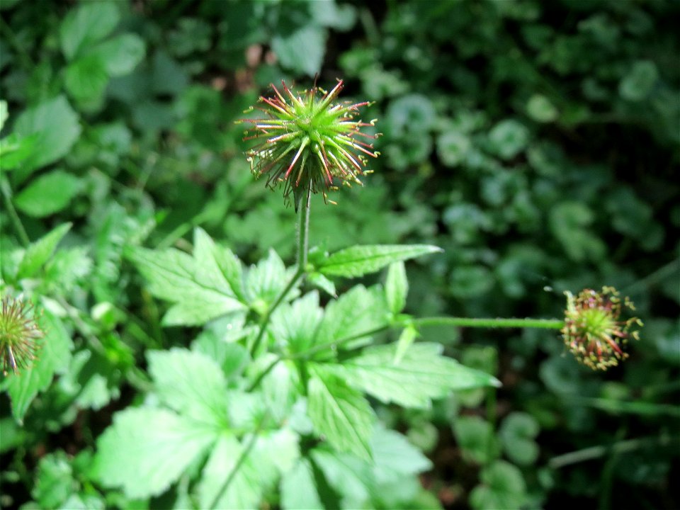 Echte Nelkenwurz (Geum urbanum) in der Schwetzinger Hardt - typisches Waldgewächs, kommt aber auch an schattigen Hecken vor